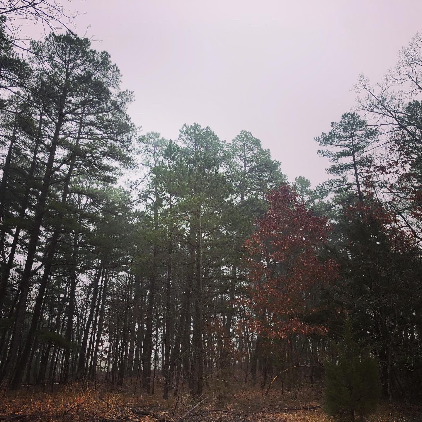 A House in Woods |Finding a Home in the Pine Barrens