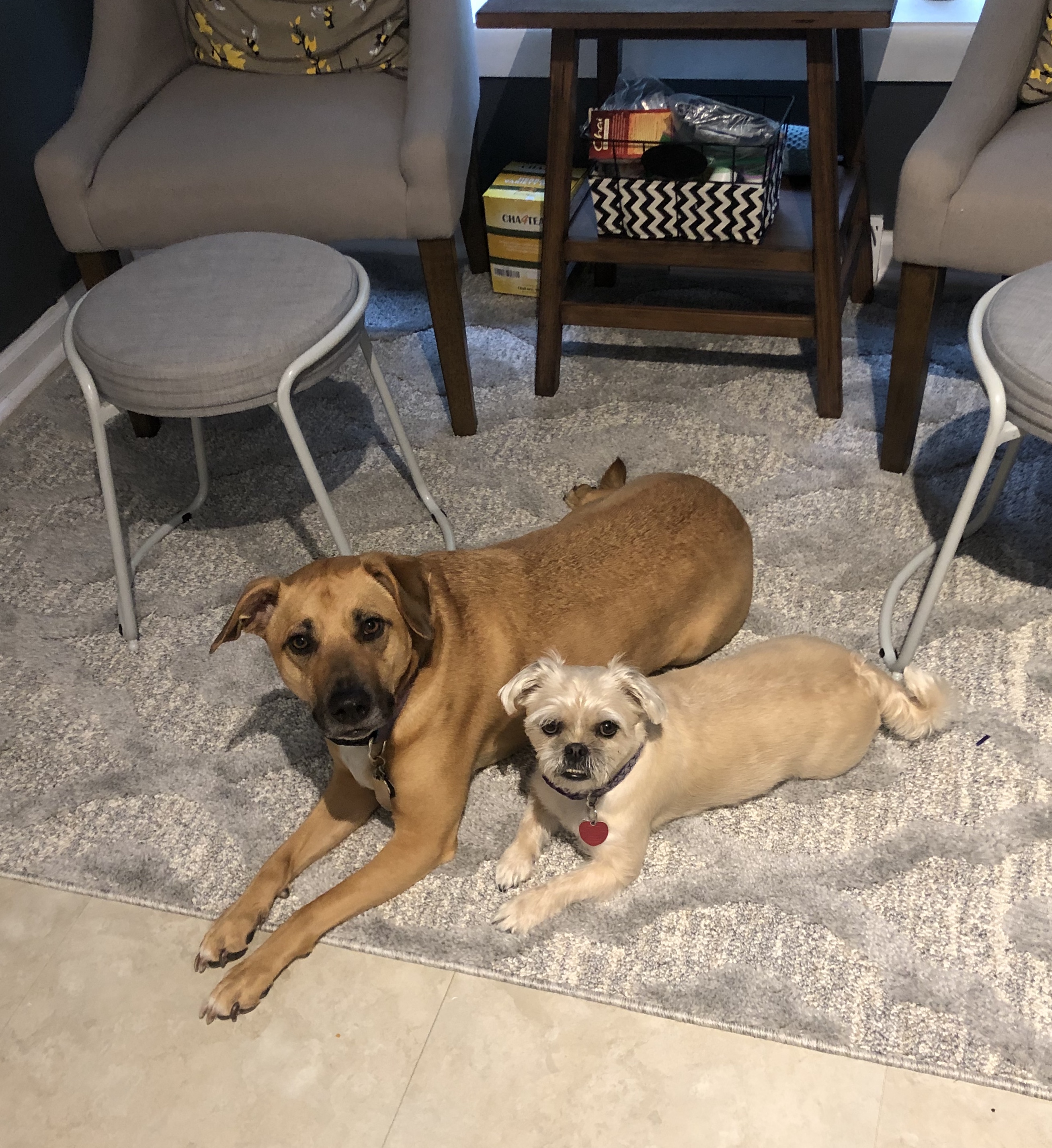 National Dog Day🐾