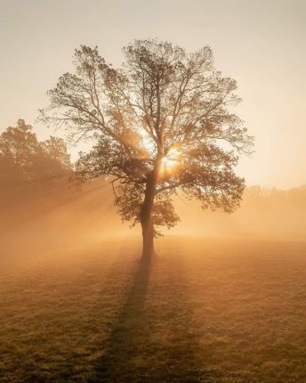 Golden sunlight streams through the branches of a lone tree in a foggy field, casting long shadows across the grass.